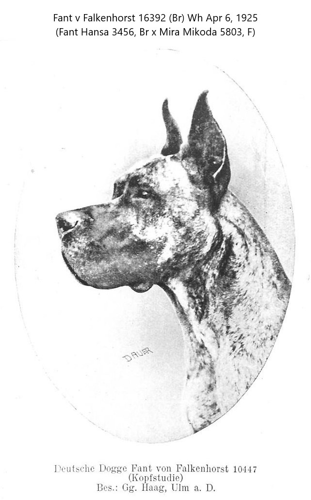 Fant von Falkenhorst